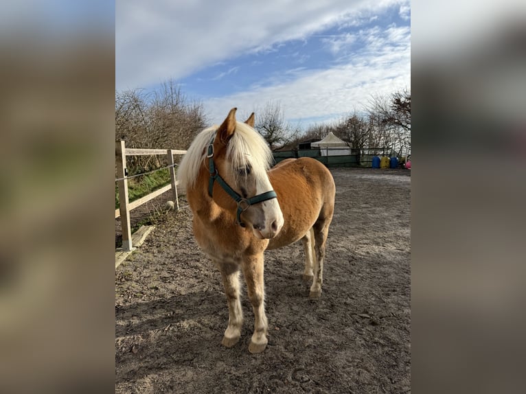 Haflinger Wallach 15 Jahre 145 cm Palomino in S&#xFC;nikon