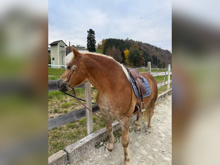 Haflinger Wallach 15 Jahre 146 cm  in Deutschfeistritz