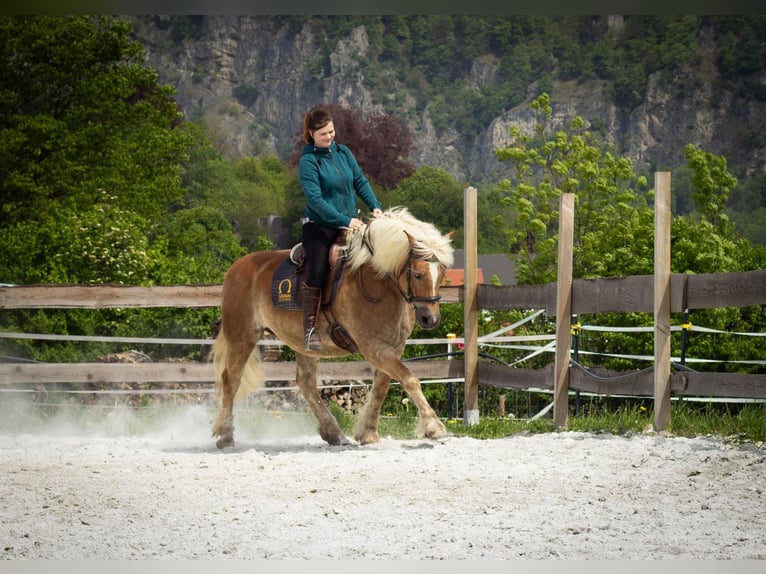 Haflinger Wallach 15 Jahre 146 cm  in Deutschfeistritz