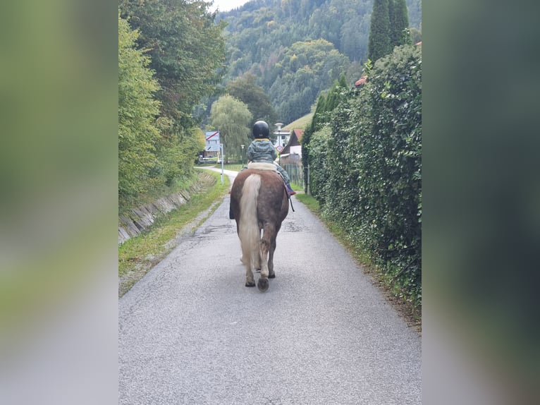 Haflinger Wallach 15 Jahre 146 cm  in Deutschfeistritz