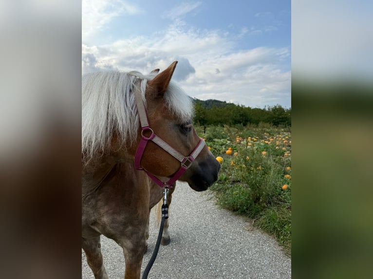 Haflinger Wallach 15 Jahre 146 cm  in Deutschfeistritz