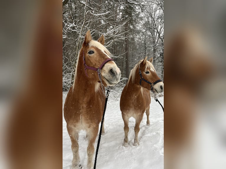 Haflinger Wallach 15 Jahre 147 cm  in Emskirchen