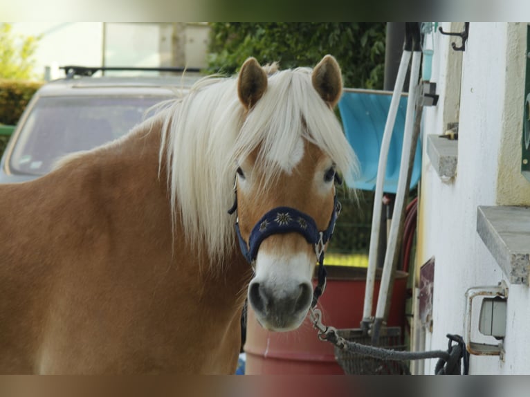 Haflinger Wallach 15 Jahre 147 cm  in Emskirchen