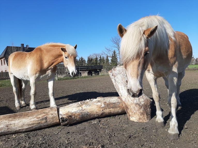 Haflinger Wallach 15 Jahre 147 cm in Neuferchau