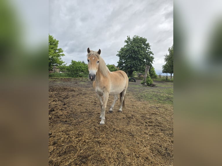 Haflinger Wallach 15 Jahre 147 cm in Neuferchau