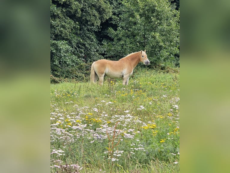 Haflinger Wallach 15 Jahre 147 cm in Neuferchau