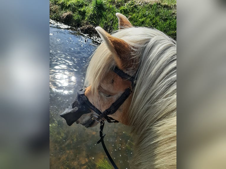 Haflinger Wallach 15 Jahre 147 cm in Neuferchau
