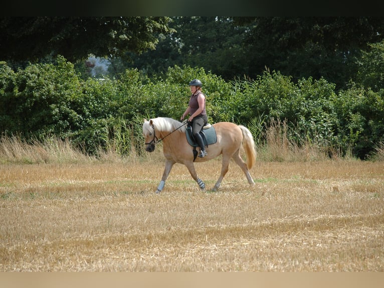 Haflinger Wallach 15 Jahre 147 cm Fuchs in Minden