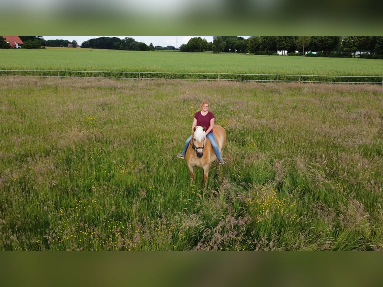 Haflinger Wallach 15 Jahre 147 cm Fuchs in Minden