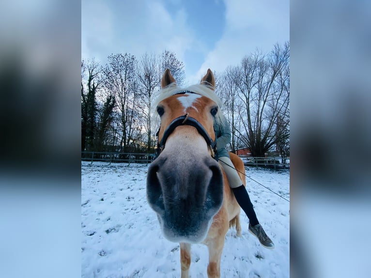 Haflinger Wallach 15 Jahre 147 cm Fuchs in Minden