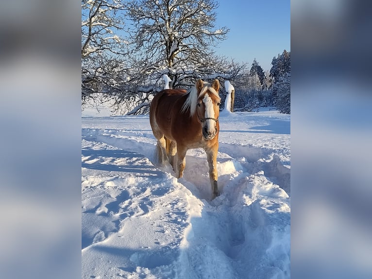 Haflinger Wallach 15 Jahre 150 cm  in Frauenneuharting