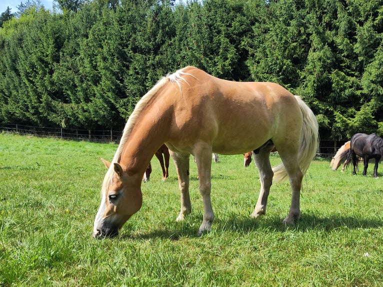Haflinger Wallach 15 Jahre 150 cm  in Frauenneuharting