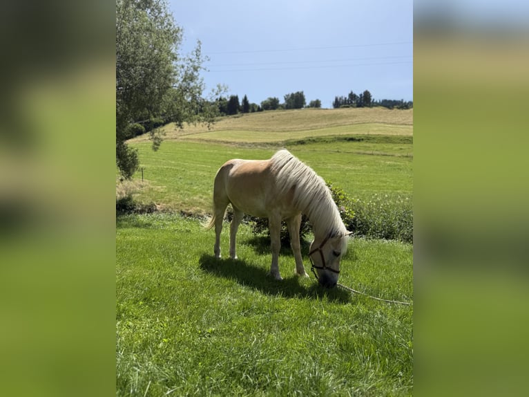 Haflinger Wallach 15 Jahre 153 cm in Kirchzarten
