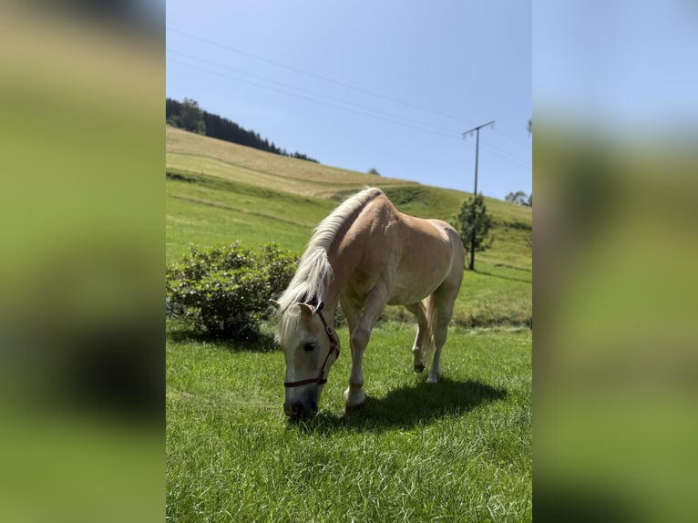 Haflinger Wallach 15 Jahre 153 cm in Kirchzarten