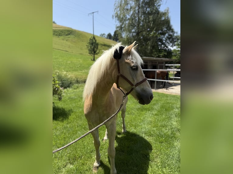 Haflinger Wallach 15 Jahre 153 cm in Kirchzarten