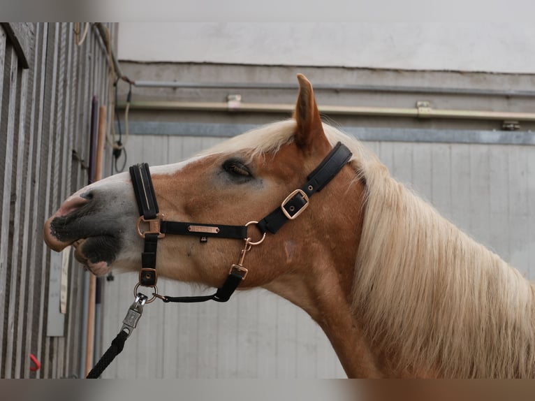 Haflinger Wallach 15 Jahre 153 cm Fuchs in Erlaa
