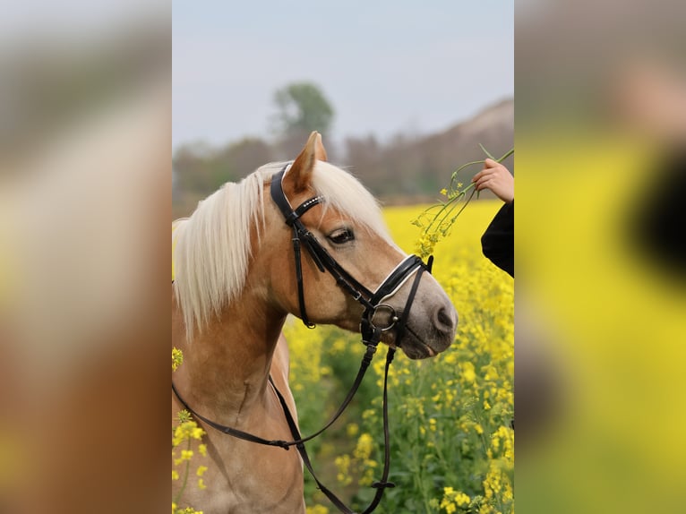 Haflinger Wallach 15 Jahre 154 cm in Leipzig