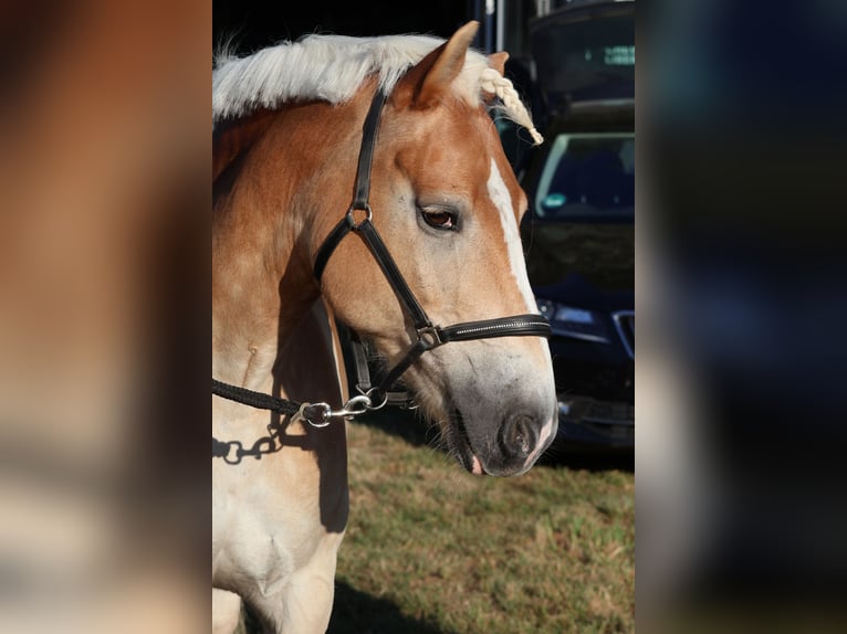Haflinger Wallach 15 Jahre 154 cm in Leipzig