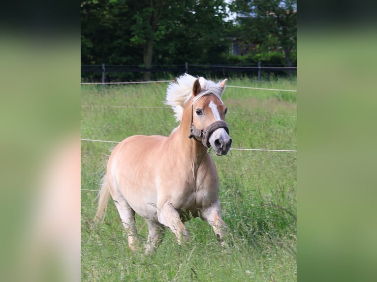 Haflinger Wallach 15 Jahre 154 cm in Leipzig