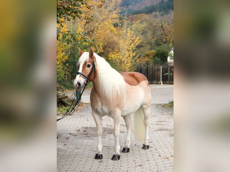 Haflinger Wallach 15 Jahre 154 cm Fuchs in Heidelberg