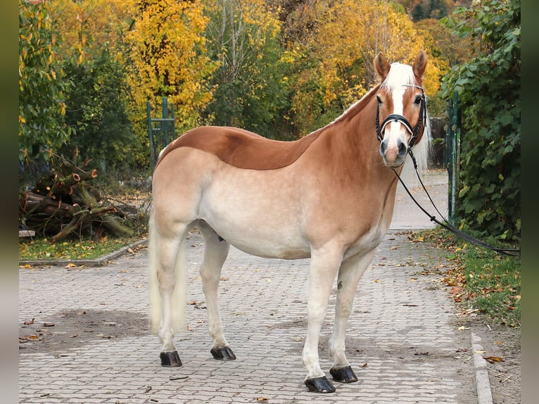 Haflinger Wallach 15 Jahre 154 cm Fuchs in Heidelberg