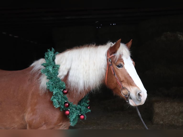 Haflinger Mix Wallach 15 Jahre 154 cm Fuchs in Sonnenbühl