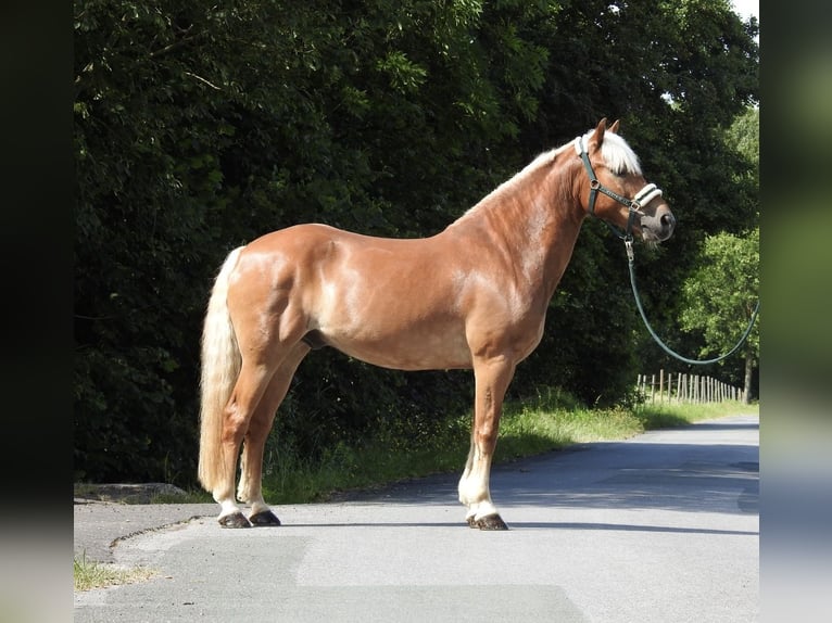 Haflinger Wallach 15 Jahre 155 cm Fuchs in Verl
