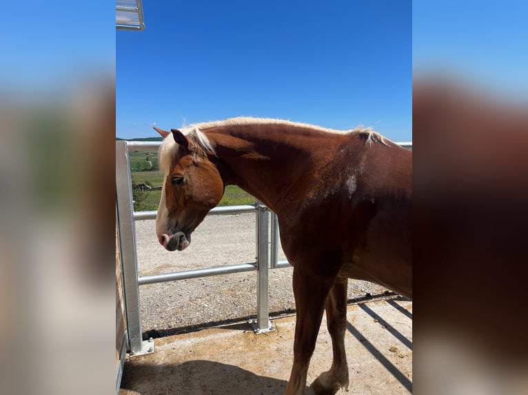 Haflinger Mix Wallach 15 Jahre 155 cm Fuchs in Sonnenbühl