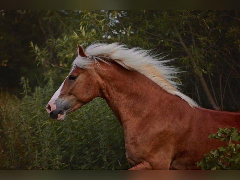 Haflinger Mix Wallach 15 Jahre 155 cm Fuchs in Sonnenbühl
