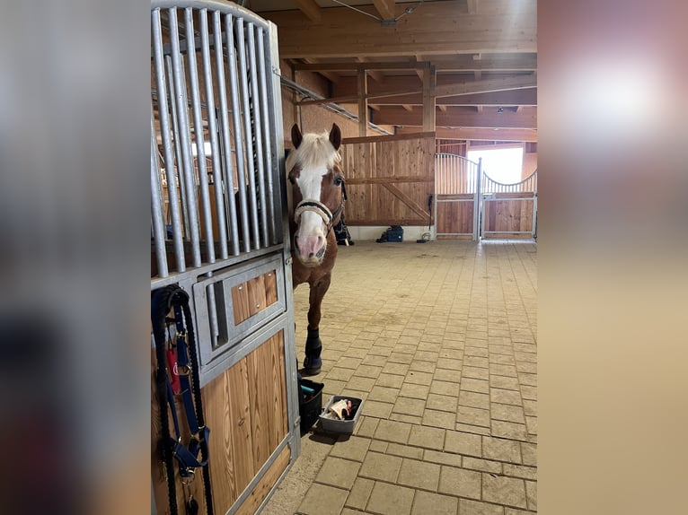 Haflinger Mix Wallach 15 Jahre 155 cm Fuchs in Sonnenbühl