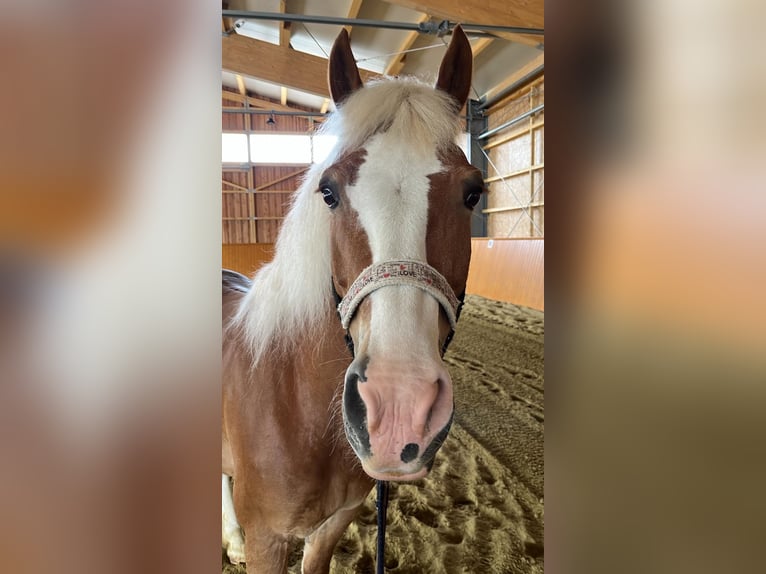 Haflinger Mix Wallach 15 Jahre 155 cm Fuchs in Sonnenbühl