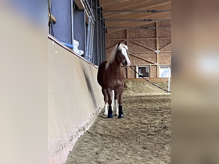 Haflinger Mix Wallach 15 Jahre 155 cm Fuchs in Sonnenbühl