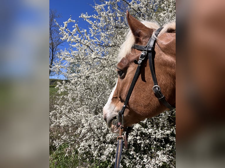 Haflinger Mix Wallach 15 Jahre 155 cm Fuchs in Sonnenbühl