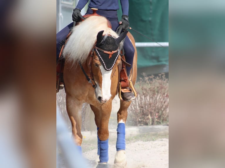 Haflinger Mix Wallach 15 Jahre 155 cm Fuchs in Sonnenbühl