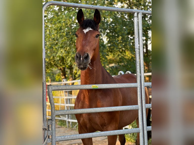 Haflinger Mix Wallach 15 Jahre 167 cm Brauner in Gaienhofen