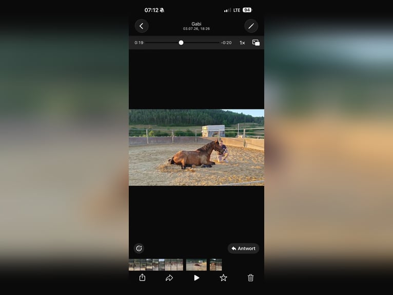 Haflinger Mix Wallach 15 Jahre 167 cm Brauner in Gaienhofen