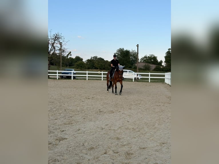 Haflinger Mix Wallach 15 Jahre 167 cm Brauner in Gaienhofen