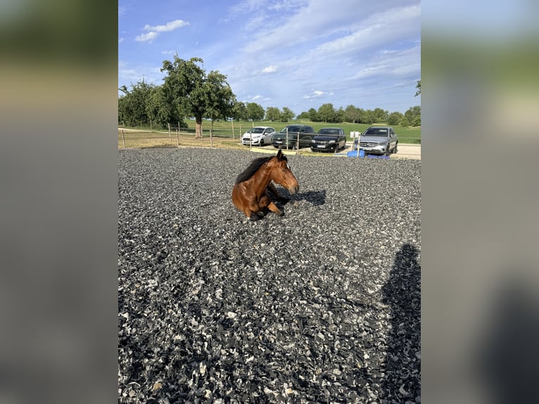 Haflinger Mix Wallach 15 Jahre 167 cm Brauner in Gaienhofen