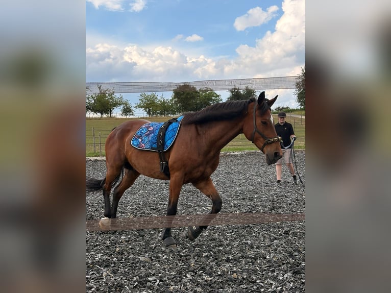 Haflinger Mix Wallach 15 Jahre 167 cm Brauner in Gaienhofen