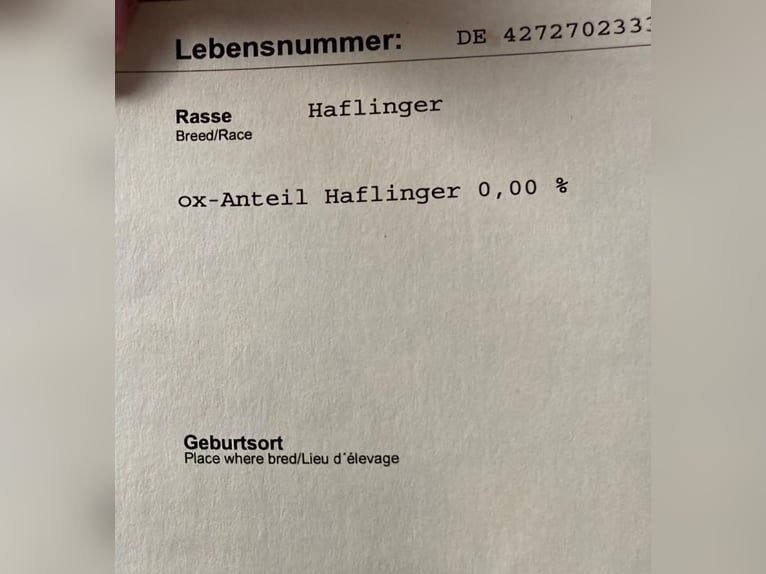 Haflinger Wallach 15 Jahre in Lentföhrden
