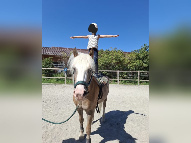 Haflinger Wallach 16 Jahre 145 cm Palomino in Sünikon