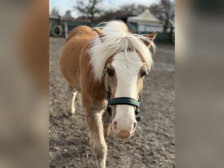 Haflinger Wallach 16 Jahre 145 cm Palomino in Sünikon