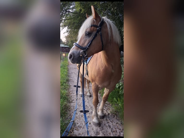 Haflinger Wallach 16 Jahre 148 cm  in Boklund