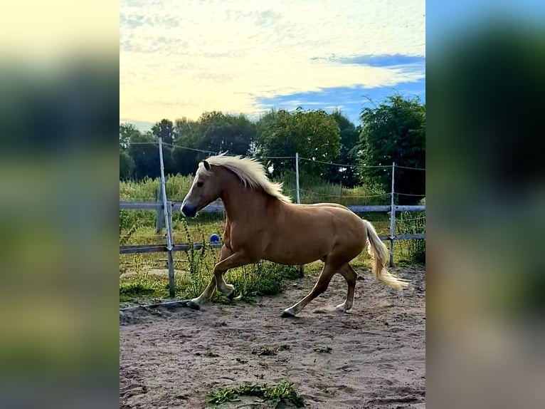 Haflinger Wallach 16 Jahre 148 cm  in Boklund