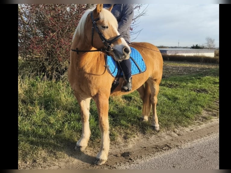 Haflinger Wallach 16 Jahre 148 cm  in Boklund