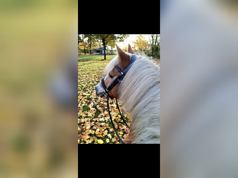 Haflinger Wallach 16 Jahre 148 cm  in Boklund