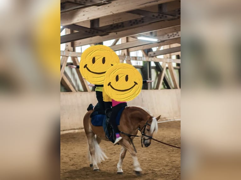 Haflinger Wallach 16 Jahre 148 cm  in Feuchtwangen
