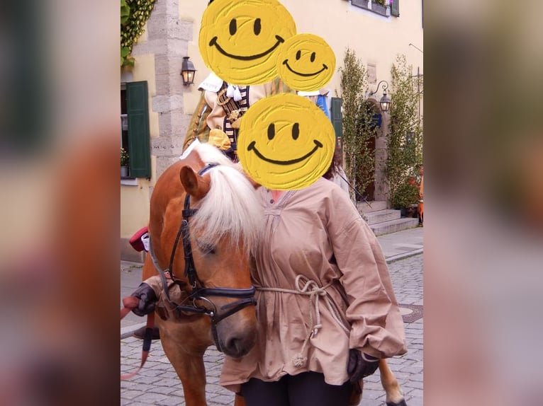 Haflinger Wallach 16 Jahre 148 cm  in Feuchtwangen