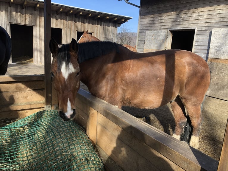 Haflinger Mix Wallach 16 Jahre 148 cm  in Freisen