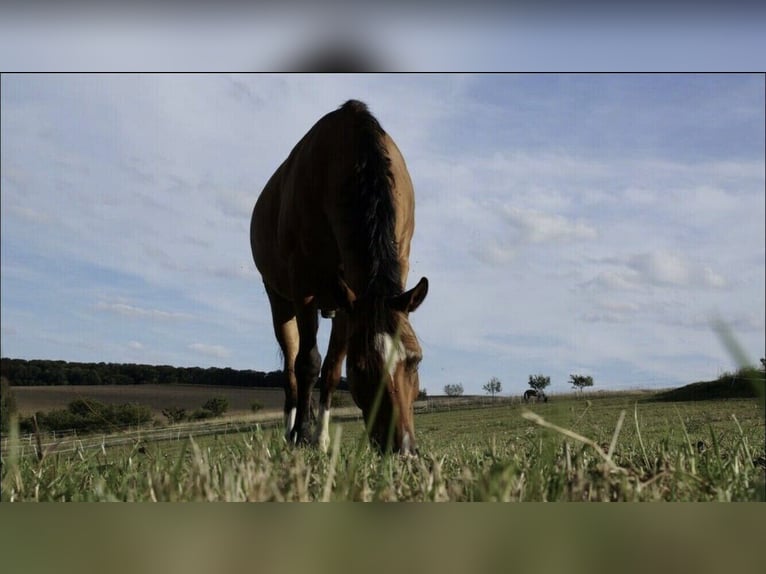 Haflinger Mix Wallach 16 Jahre 148 cm  in Freisen